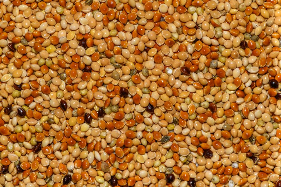 Är hirs glutenfritt? Växten ja – men mjölet är mätt högre