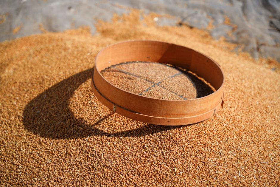 Är matvete glutenfritt? Nej – det är hela vetekorn